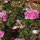 Harlow Carr®