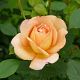 Lady of Shalott®