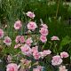 Dianthus plumarius Doris