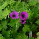 Geranium 'Ann Folkard'