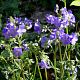 Polemonium caeryleaum Bressingham Purple